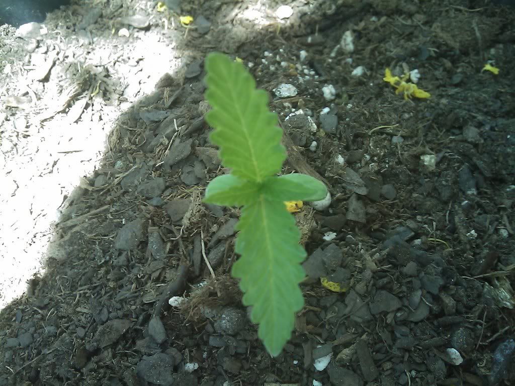 IMAG0040.jpg