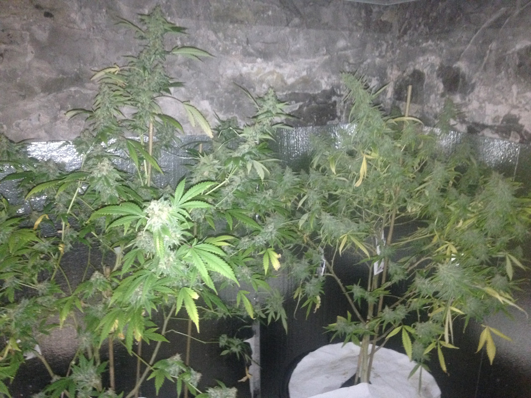 4_26_20g_Sips.jpg