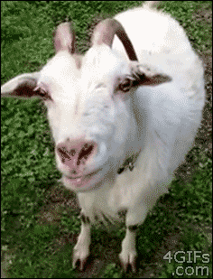 c070863032d3d801163377ef8a56ed95.gif