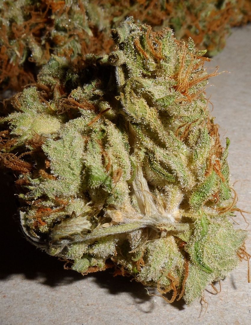 SAM_4208.jpg