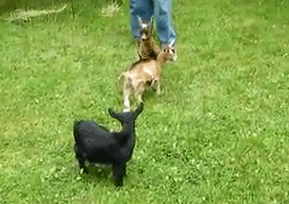 Qficd.gif