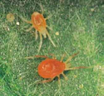 red-spidermite.jpg