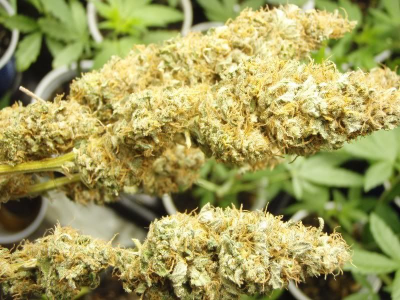bastardjackharvest3_800x600.jpg