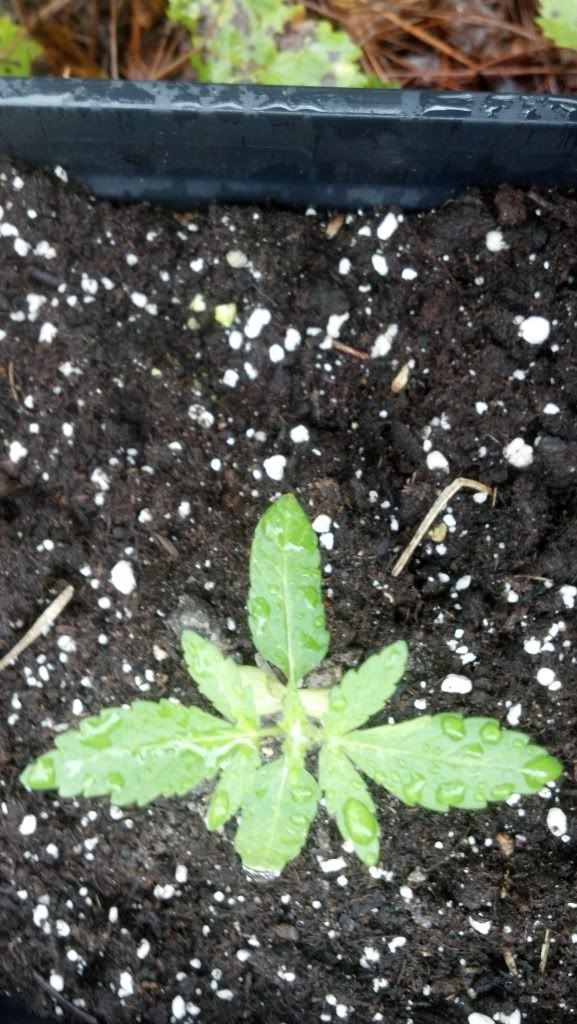 2013-01-08_09-58-16_194.jpg