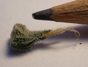 single-female-calyx-300x230_zps81677a4c.jpg