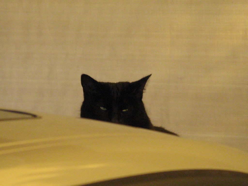 IMG_0307.jpg