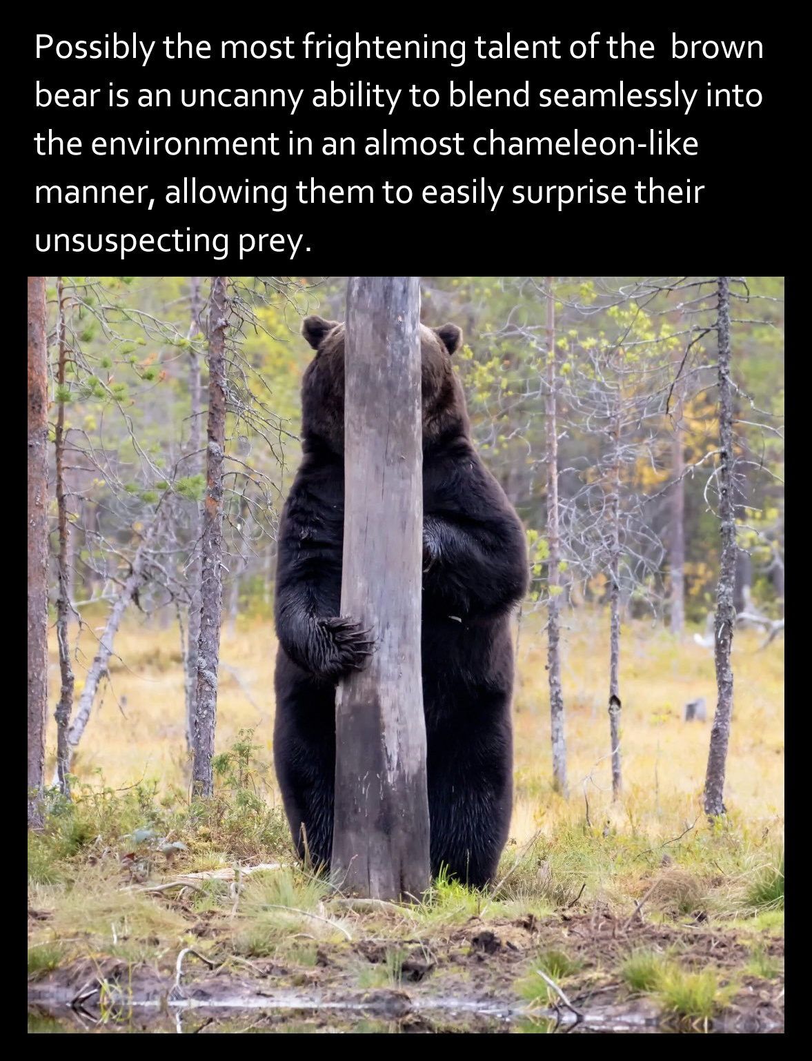 Bear-hiding-behind-tree.jpg