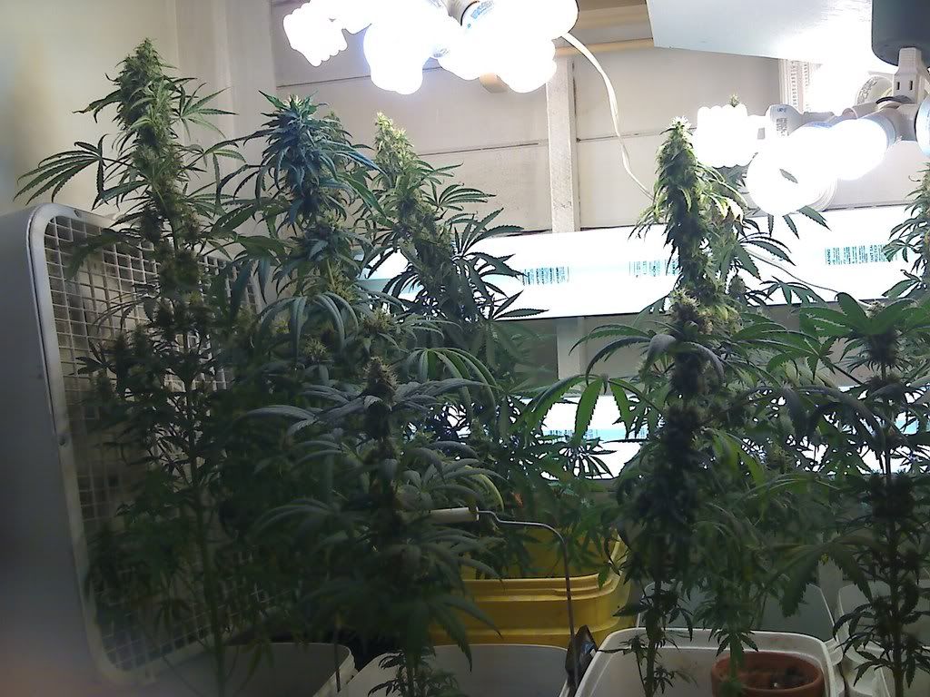 flower.jpg