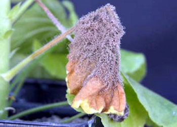 Botrytis-Blighting1_04-2-8-14.jpg