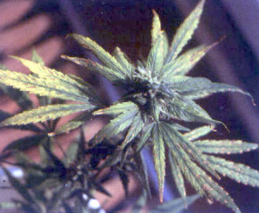 Mg_Decifient_2_cannabis.jpeg