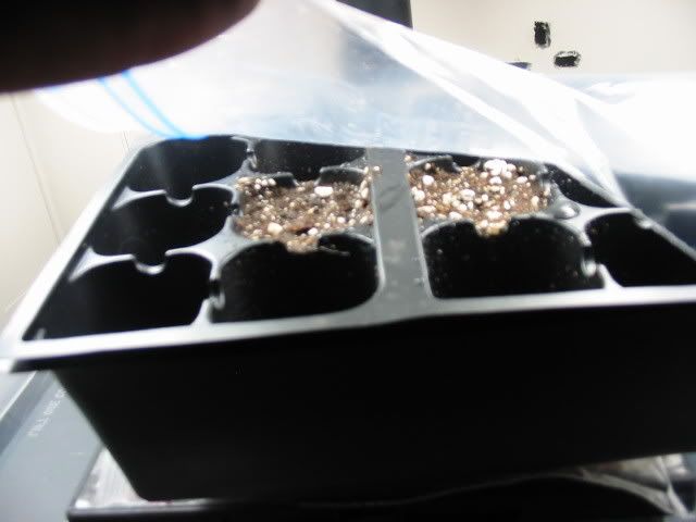 seedtraylevel1.jpg