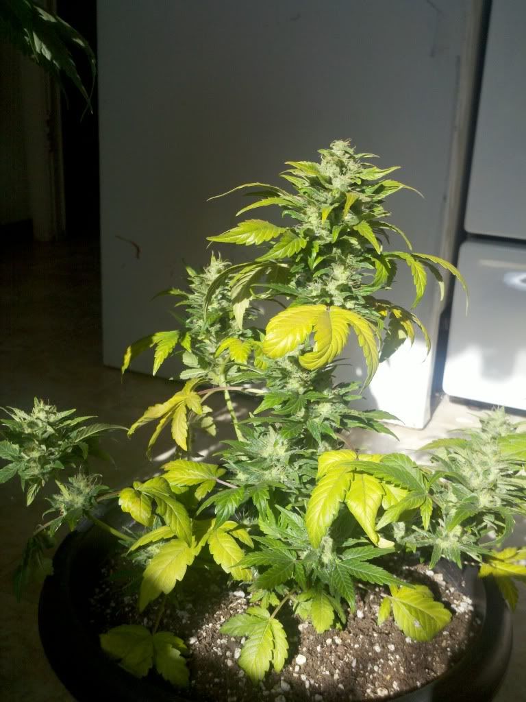 274100439_photobucket_7722_.jpg
