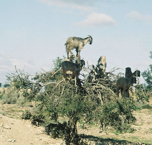 tree-goat-3.jpg
