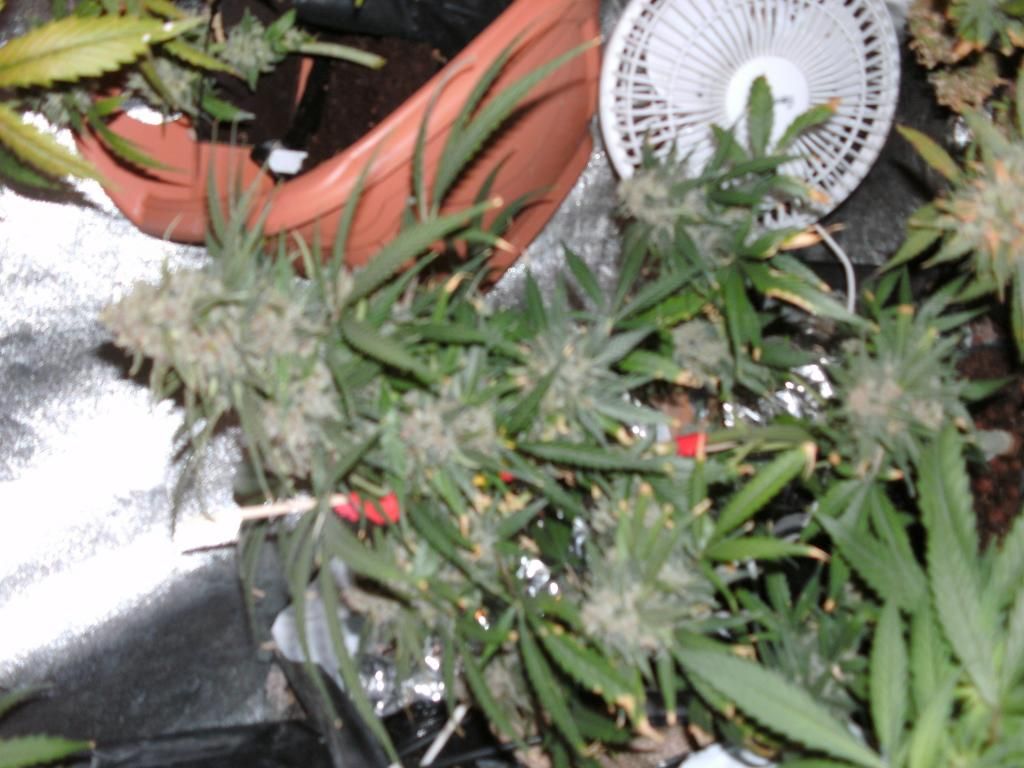 lemkush_zpsc8ac5bdf.jpg