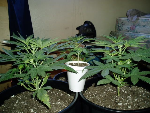 P1010038.jpg