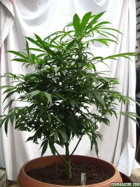 BB_CC_Grow_Update_Sep_13_29_.jpg