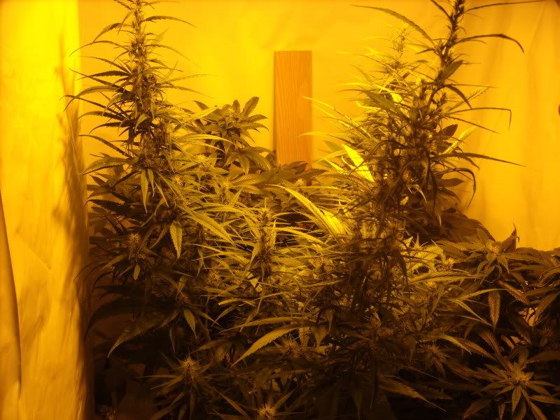 plants15002.jpg