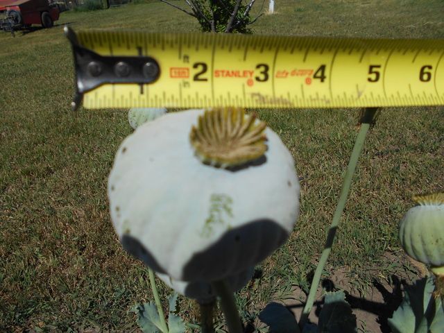 DSCN1291.jpg
