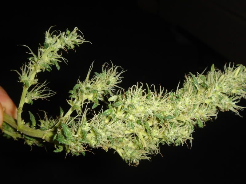 harvest005.jpg