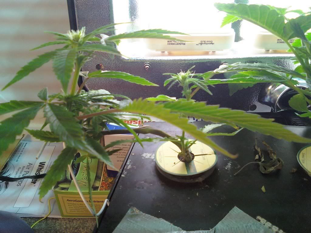 treesLST2weeks.jpg