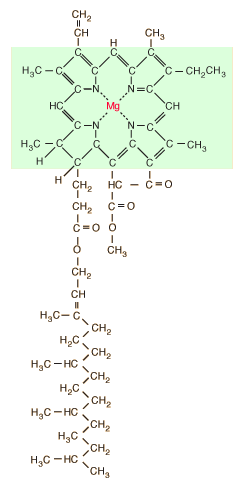 chlorstructa.gif
