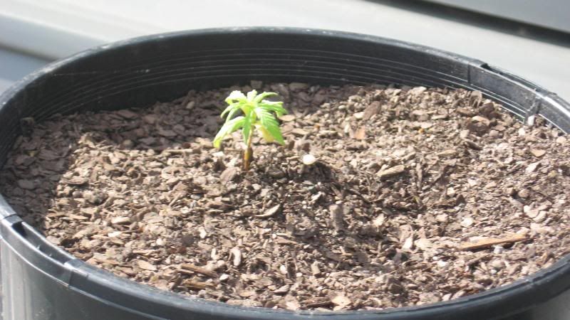 PLANTS005.jpg
