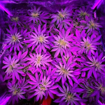 growdiaries.com