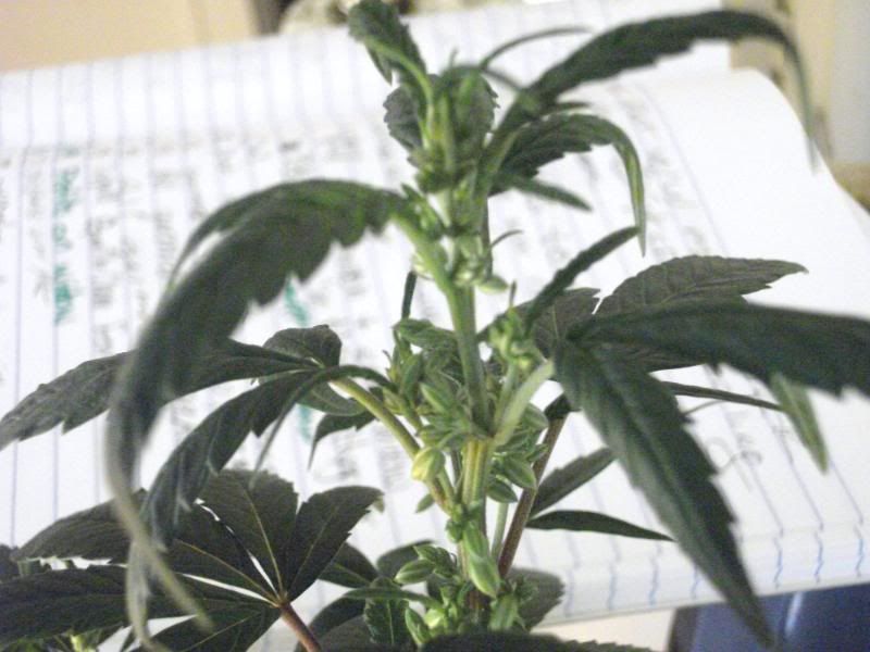 DSCF4317.jpg