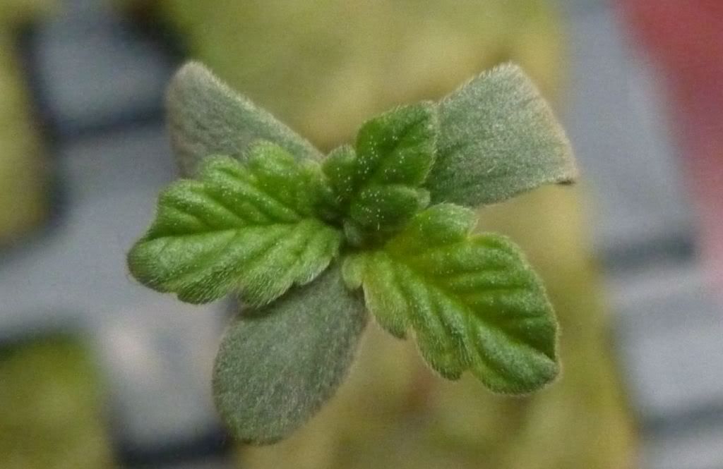 3leaf2.jpg