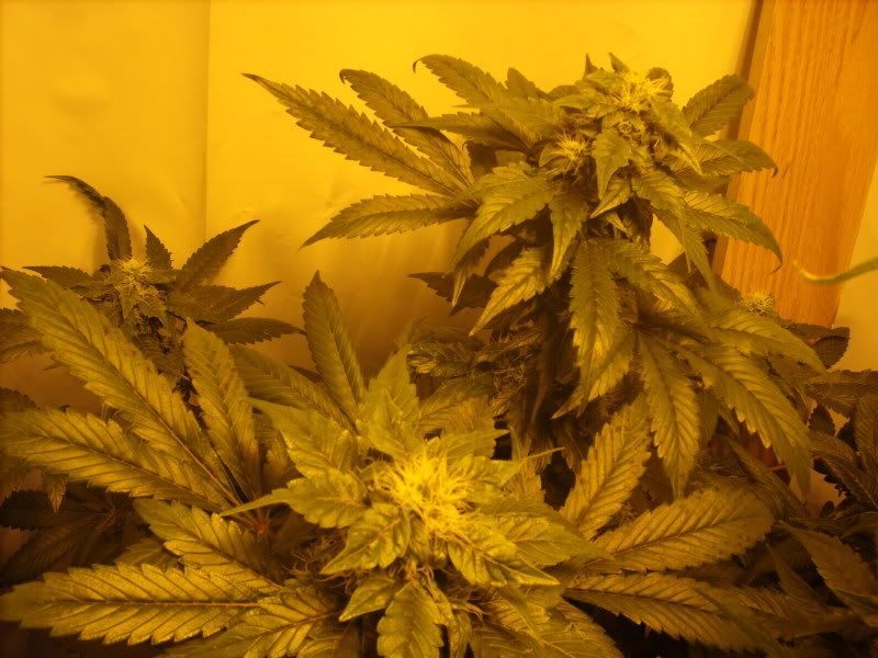 plants16007.jpg