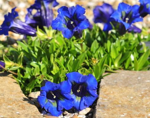 Gentiana%20acaulis%20Stumpy.jpg