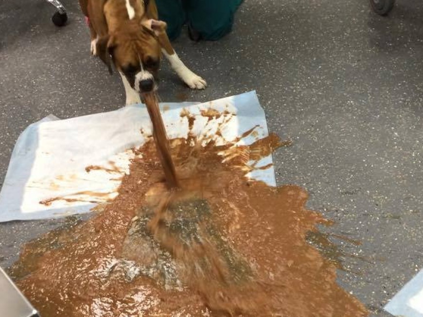 SWNS_VOMIT_DOG_011-e1450877156586-870x652.jpg