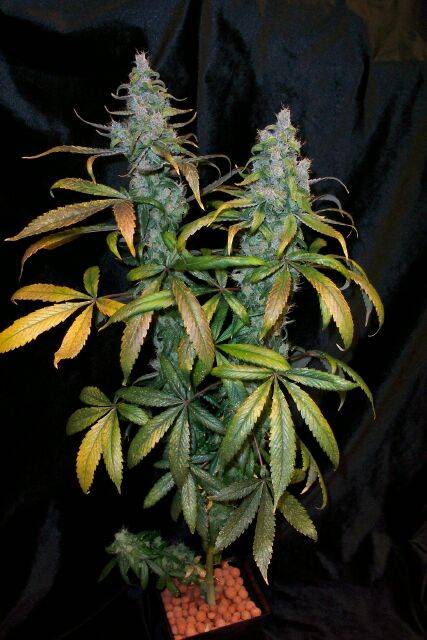 100F-13_61_days_plantx.jpg