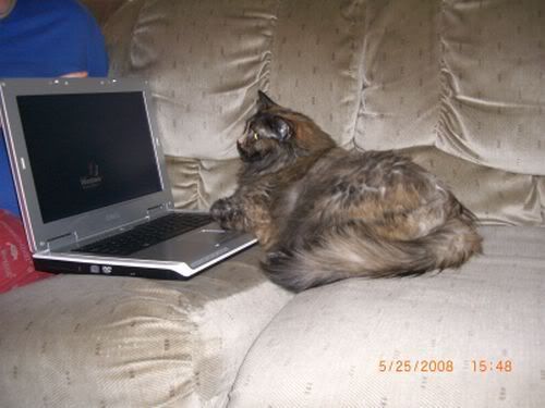 kitties031.jpg