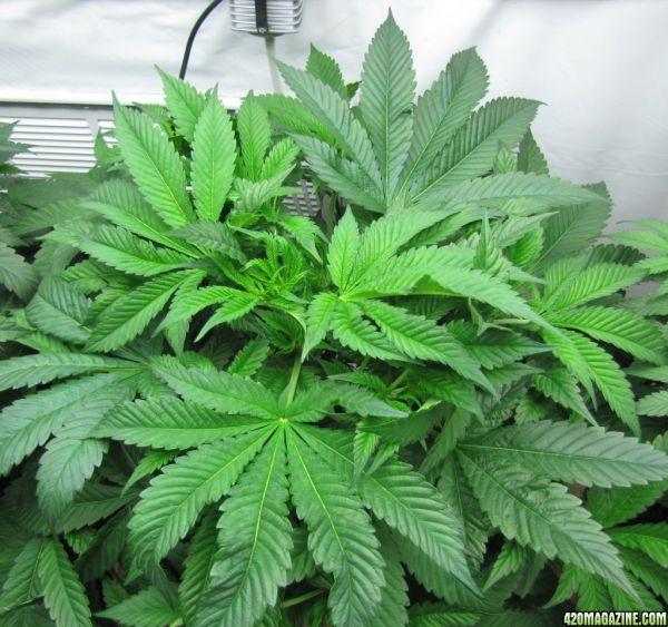sour_kush3.jpg
