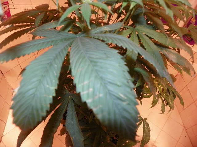 107_0236.jpg