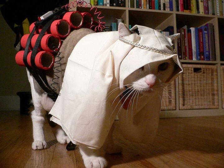 muslim-cat.jpg
