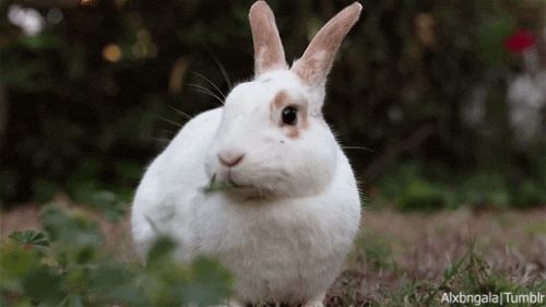 Rabbit eating GIFs - Get the best gif on GIFER