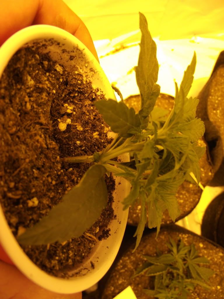 DSCF2354.jpg