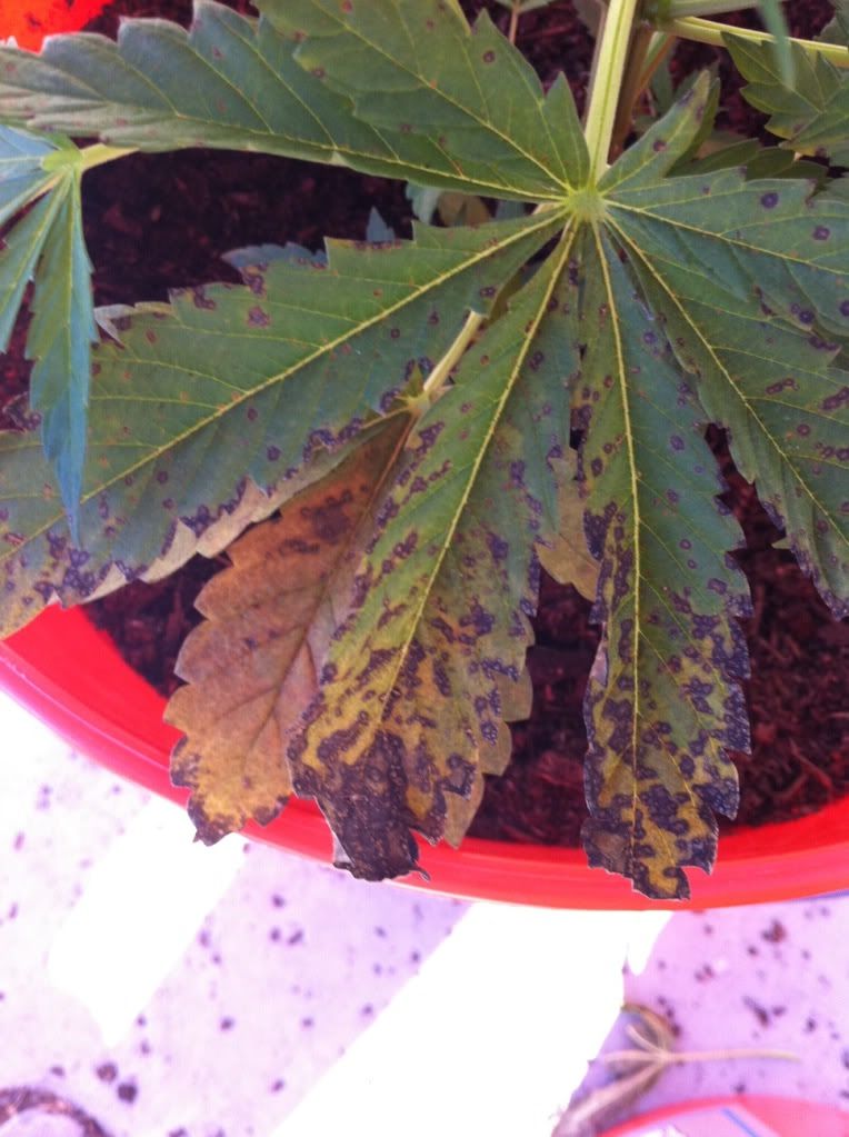 plantcu2.jpg