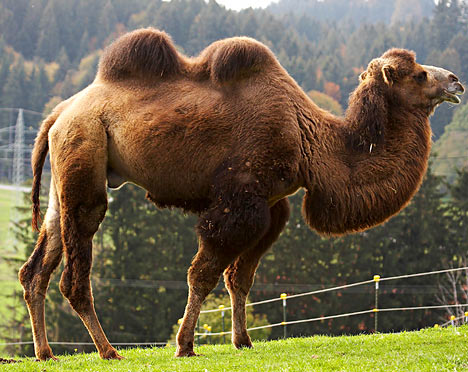 camelREX_468x372.jpg