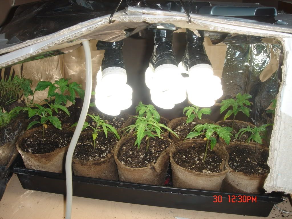 Weedsecondpictureseriese001.jpg
