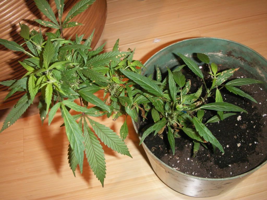 PICT0005.jpg