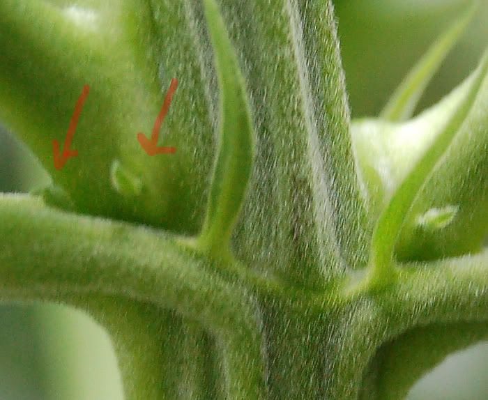Planta1.jpg