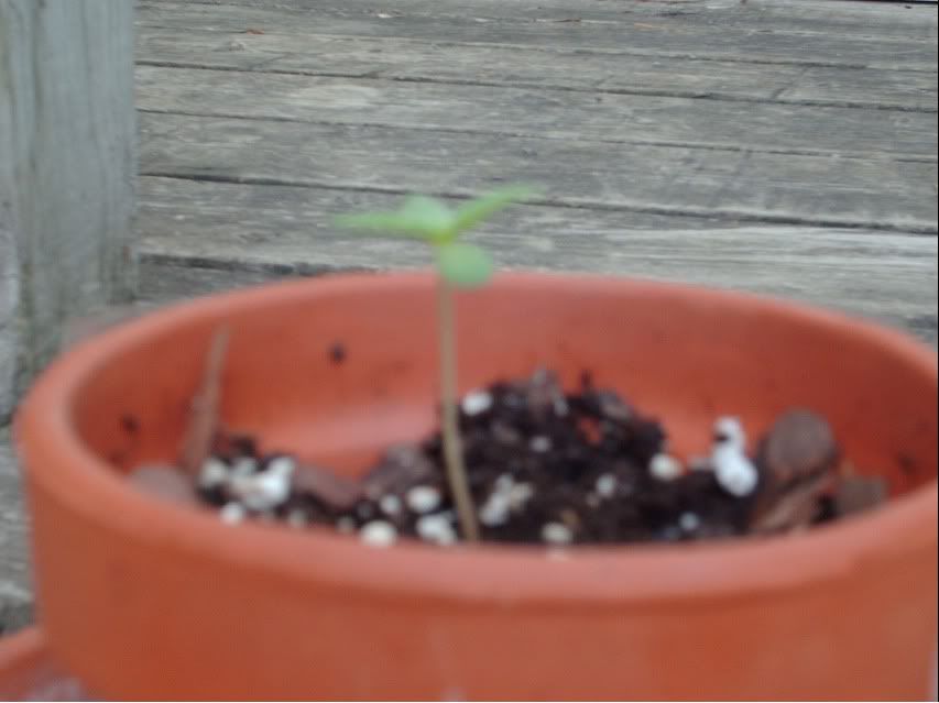 plant.jpg
