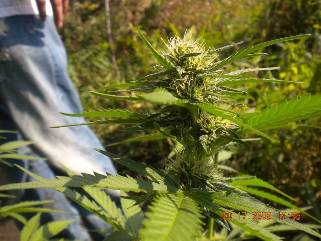 weed015.jpg