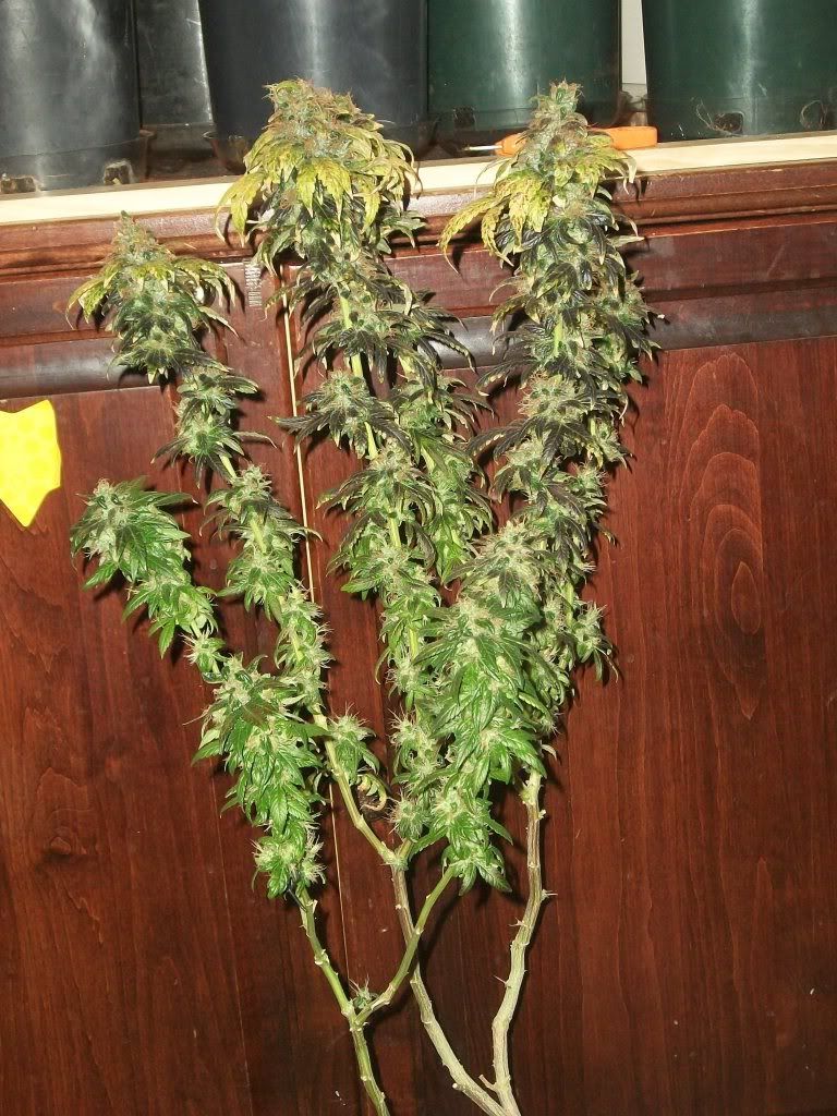 11-21-11042.jpg