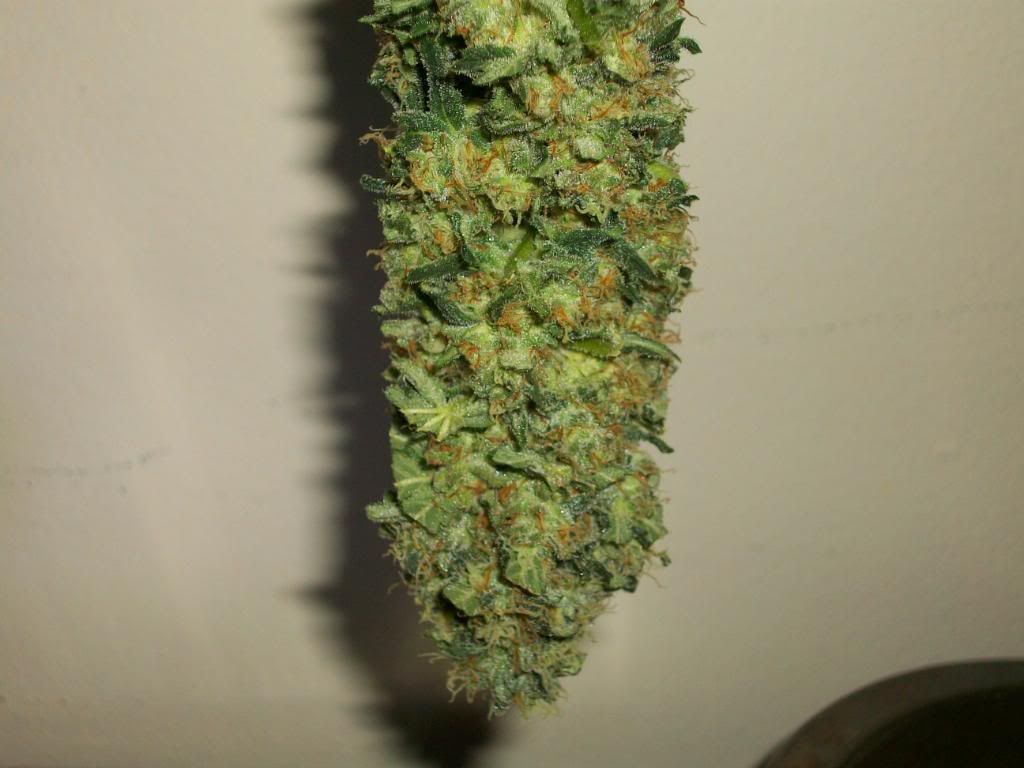 Harvest3Dry1.jpg