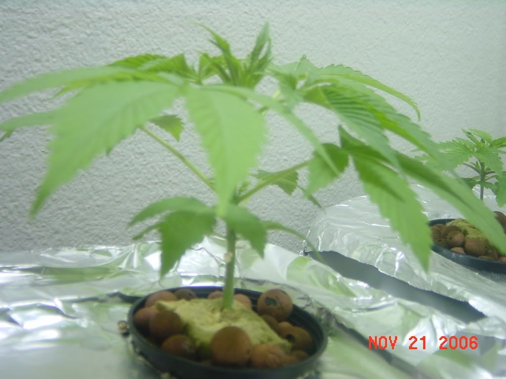 DSC02078.jpg