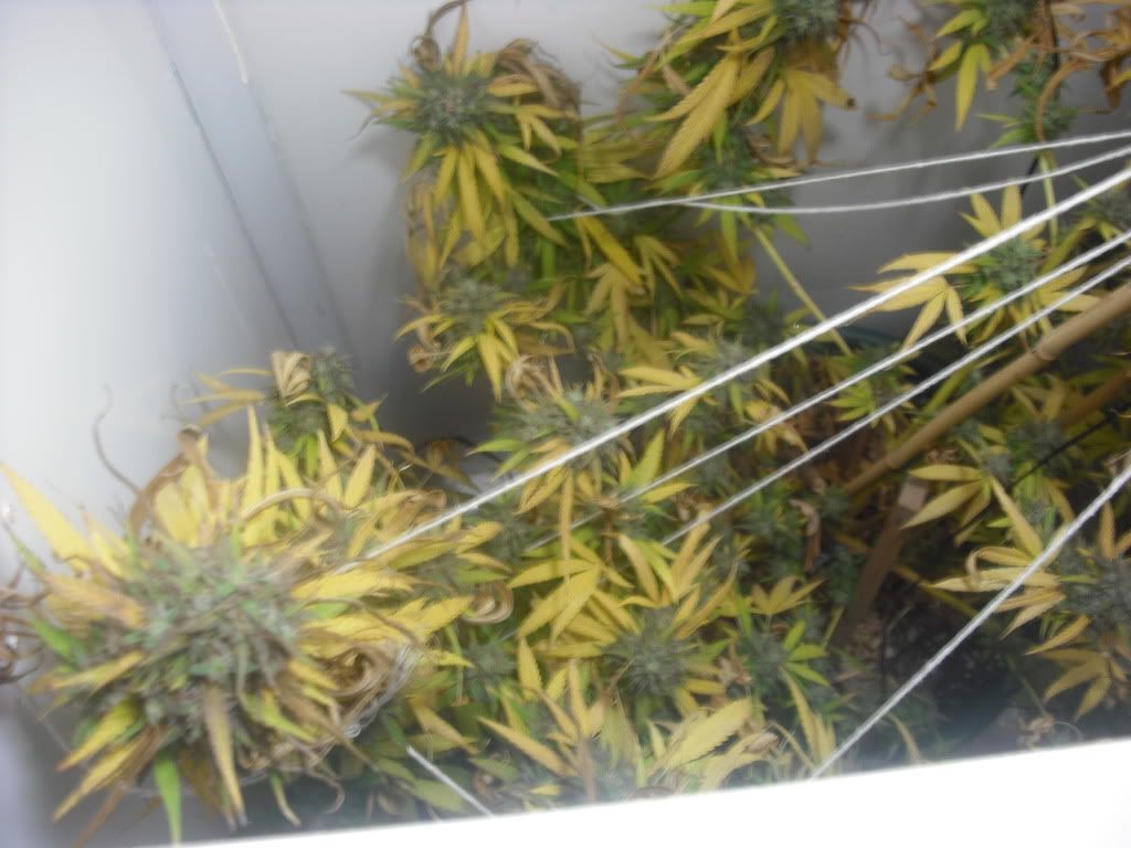 buds006.jpg